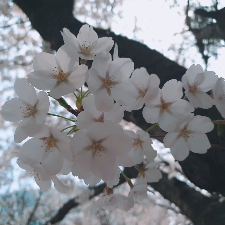 벚꽃