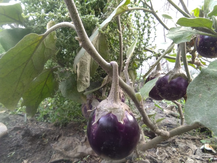vegetable