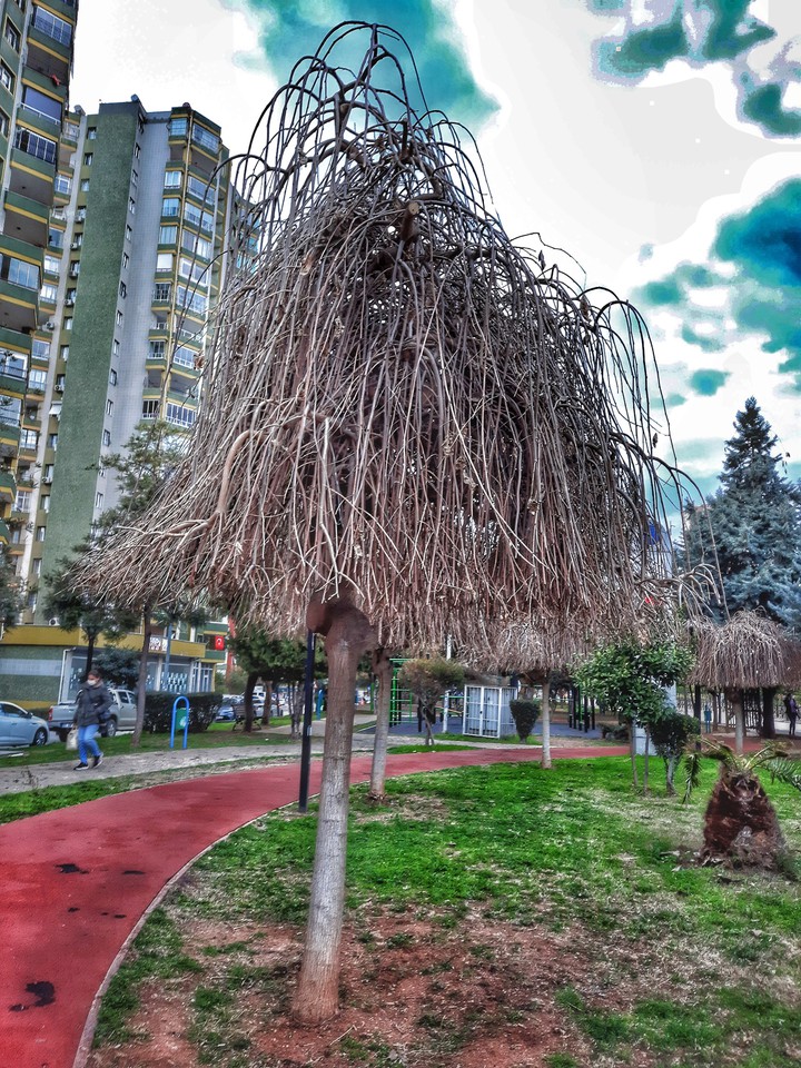 The Tree