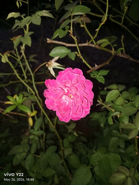 тапети pink, petal