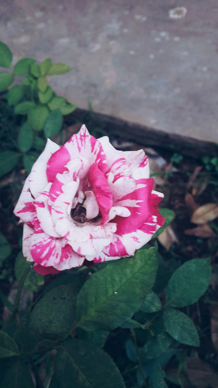 Pink Splattered Rose