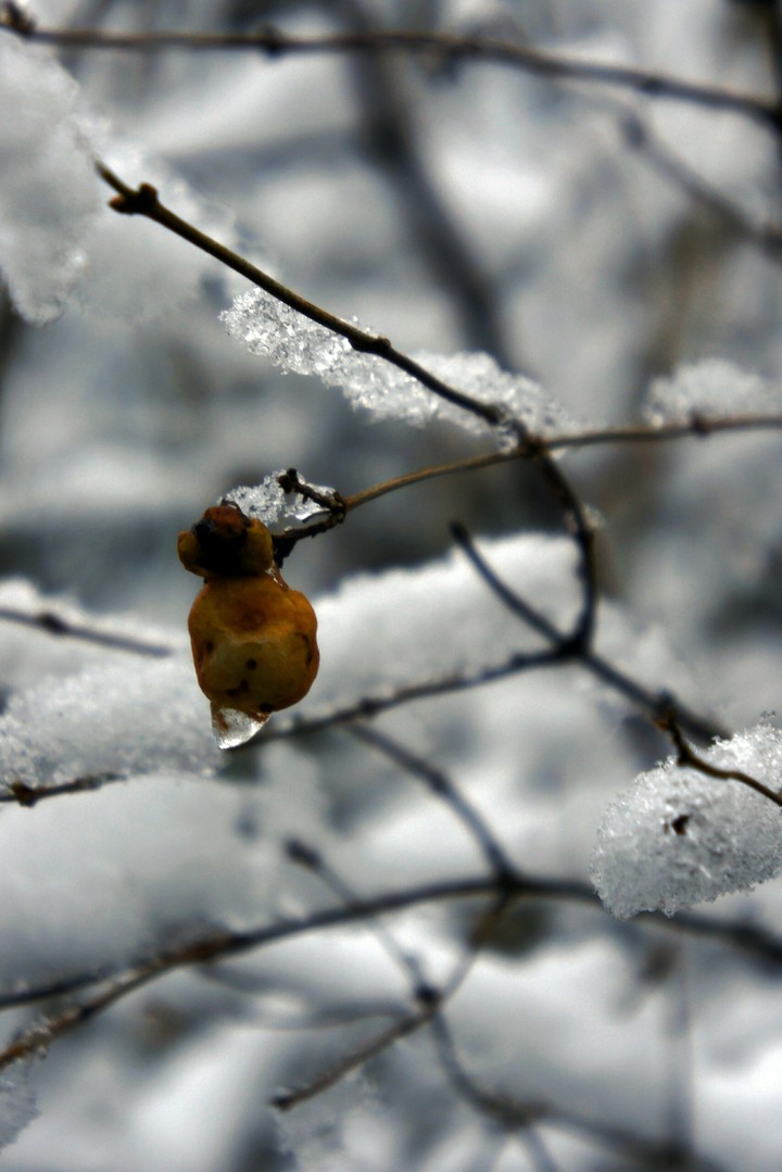 A berry on a branch. Snow and Ice.