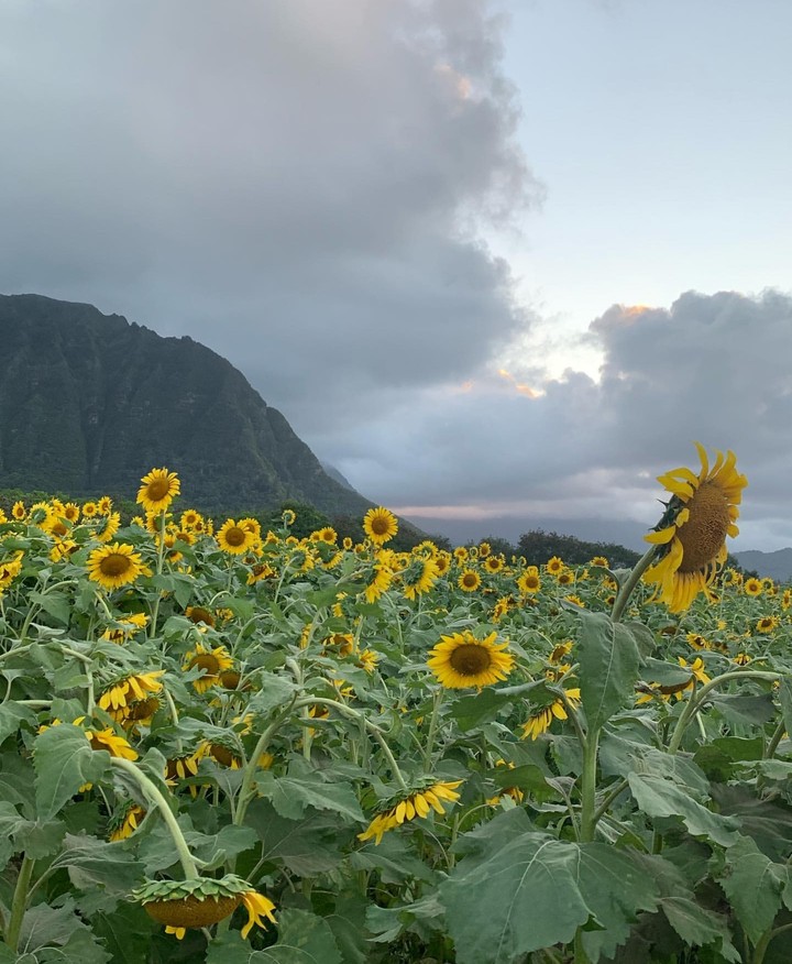sunflower