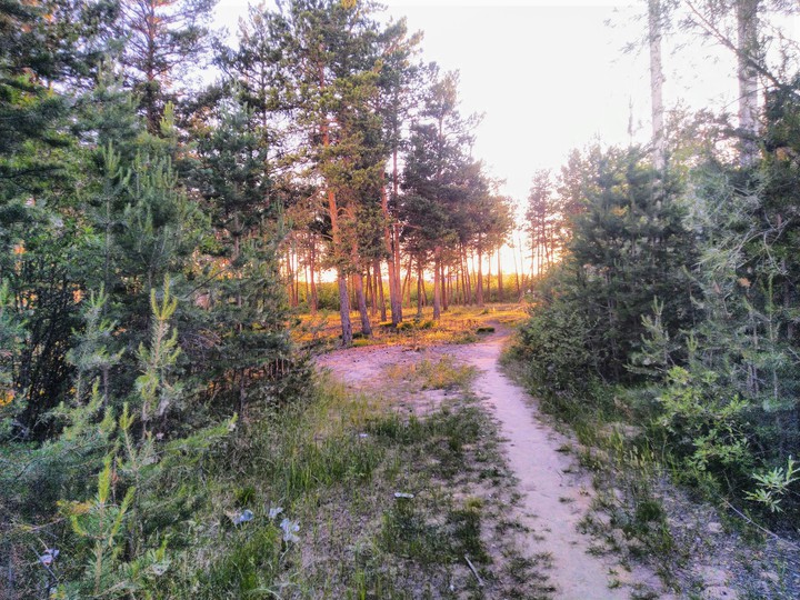 лес 1