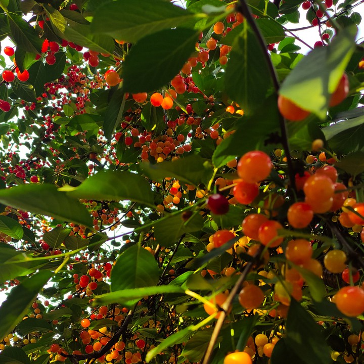 Cherry