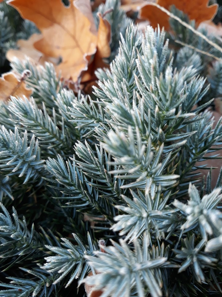 Frost. Frost