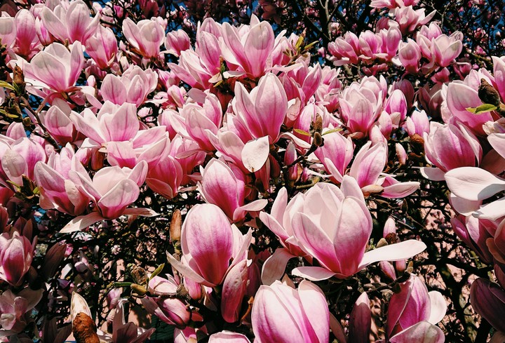 Magnolie