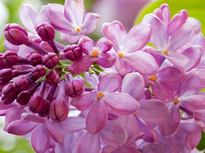 Lilac