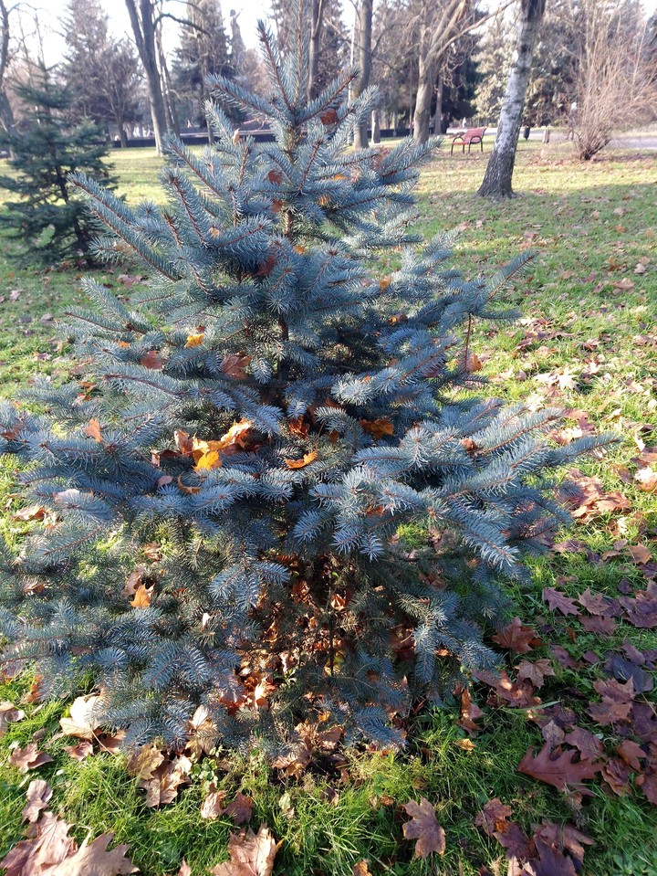 Christmas tree in the park