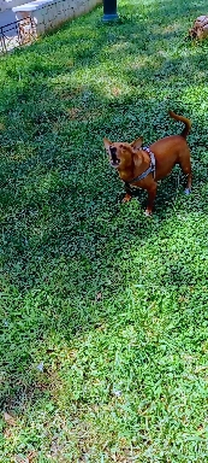 Feisty doggy!