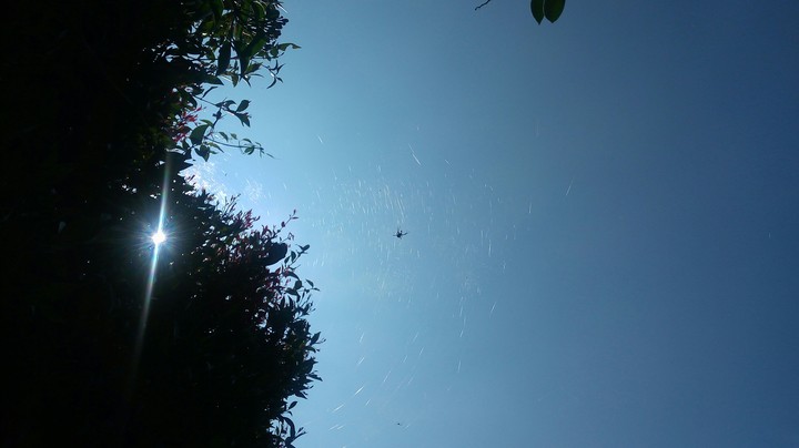 Spider