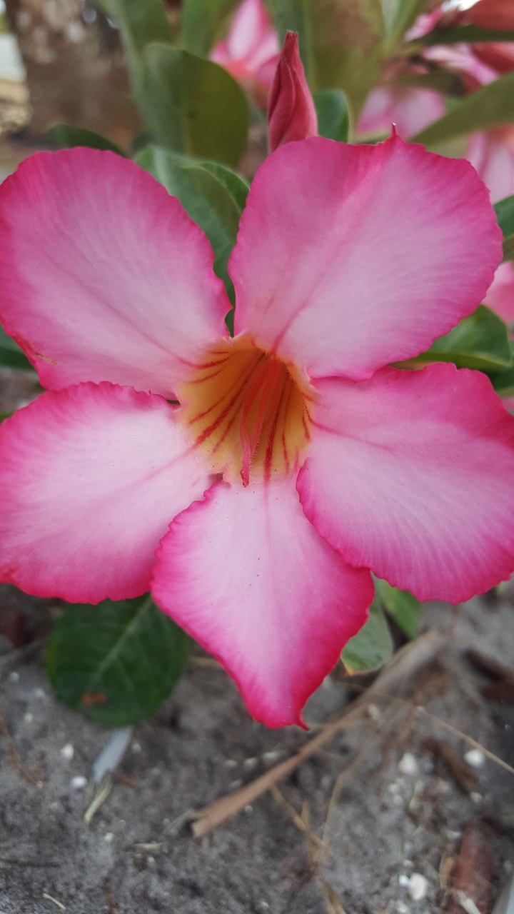 rose heart