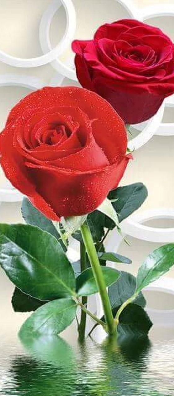 rose