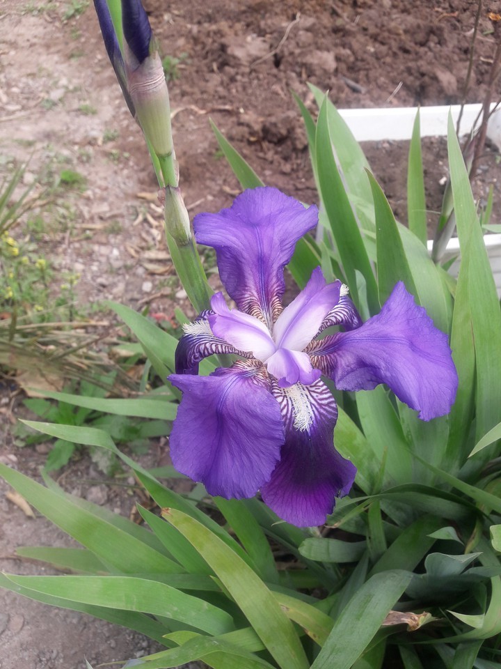 spider flower