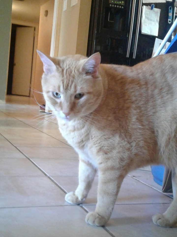Cat