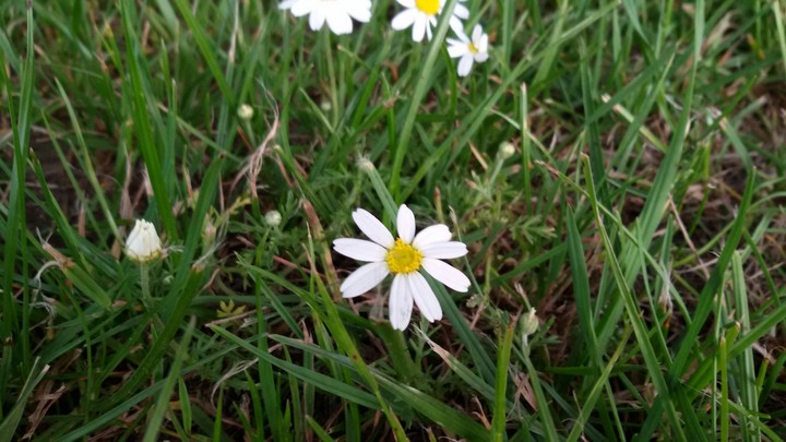 more flowers