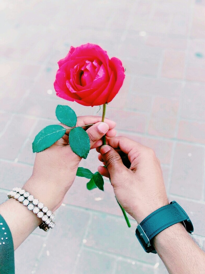 Red Rose