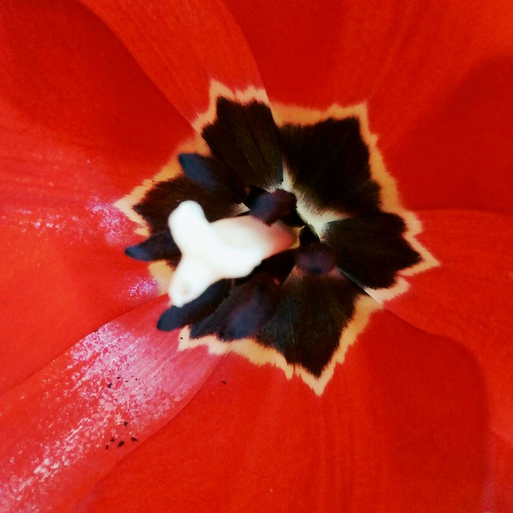 Black and Red