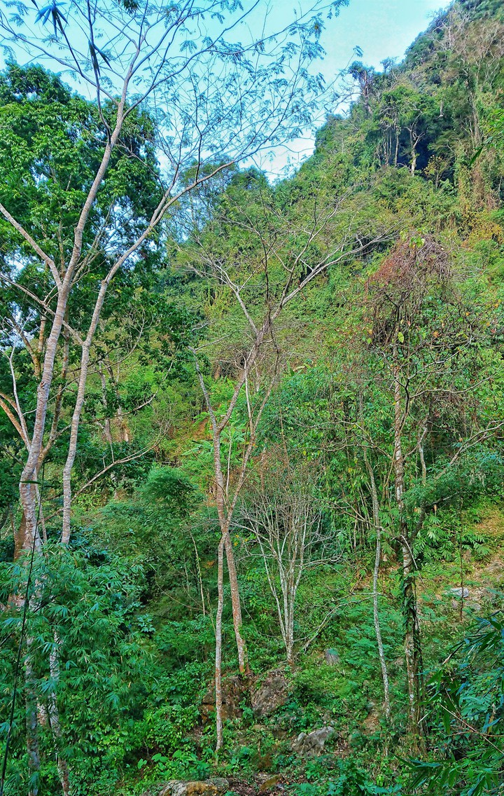 Forest
