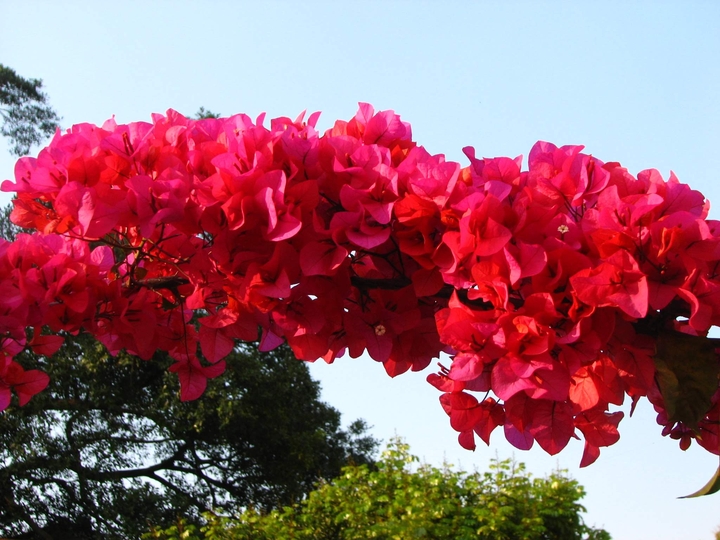 Red flower