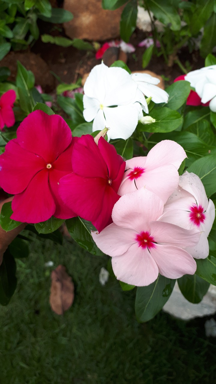 flores