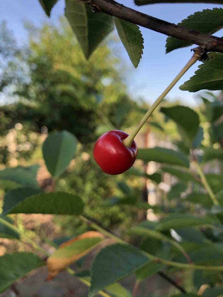 cherry ?