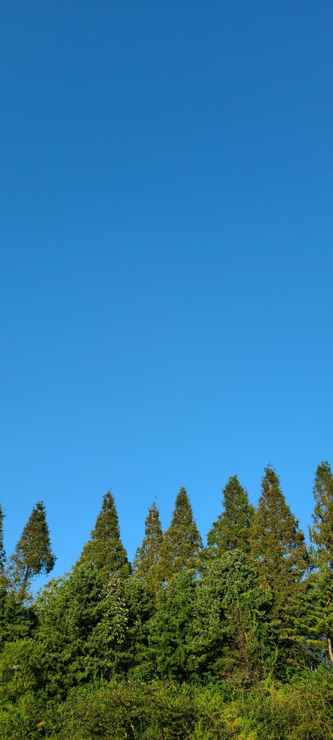 skygreen