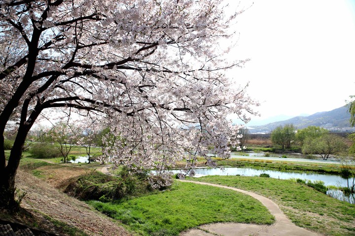 벗꽃