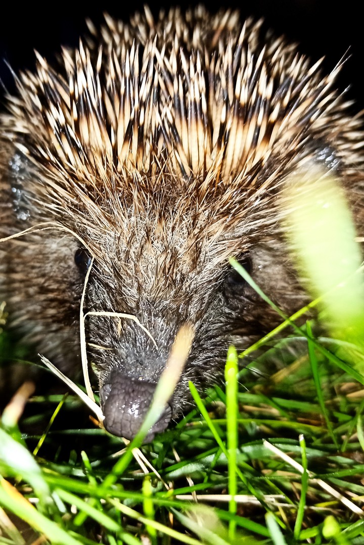 animal