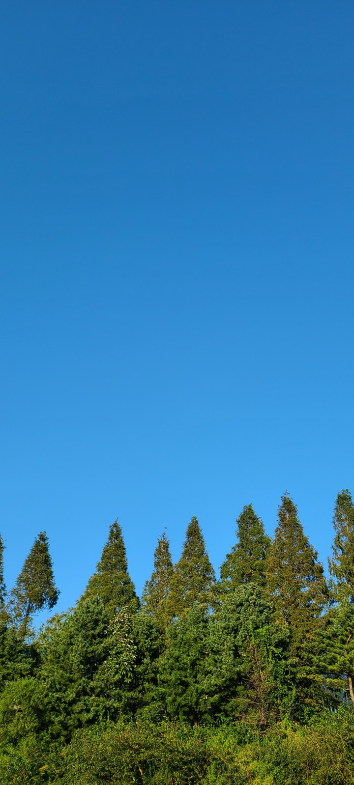 skygreen