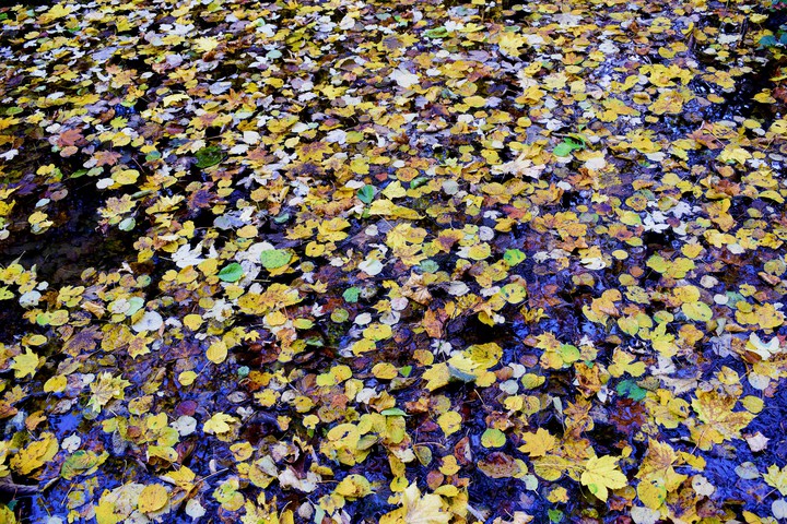autumn