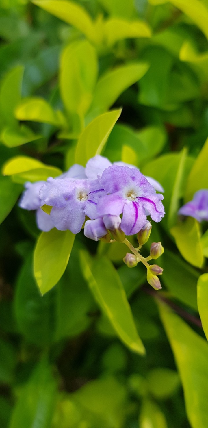 Blossoming Flower