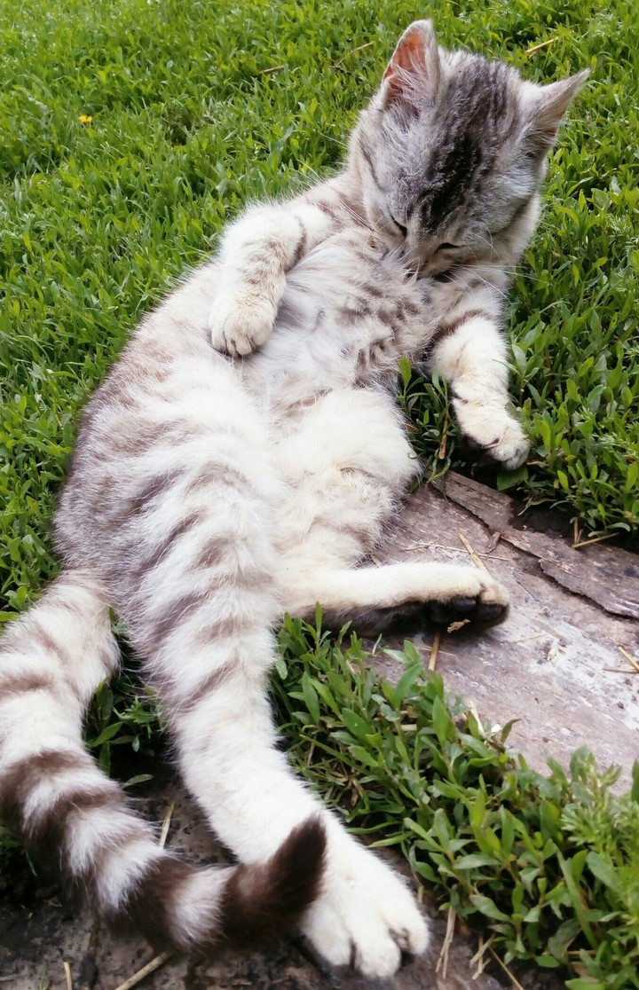 cat
