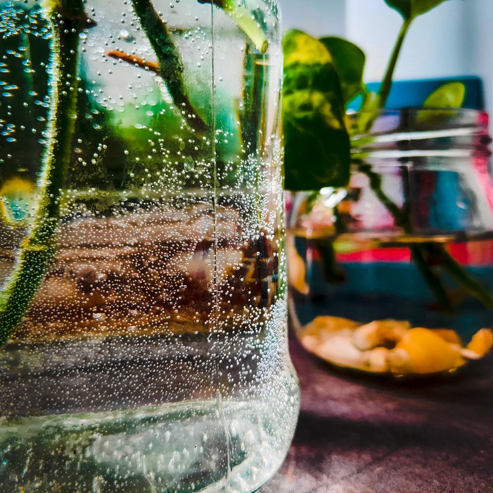 Love for Plants