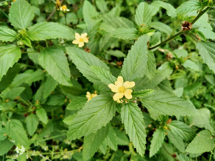 Yellow flowers