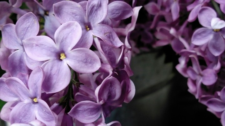 Pink lilac