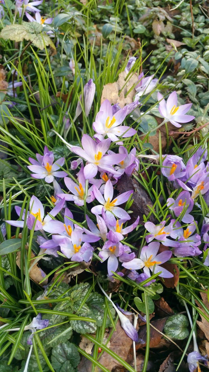 Flowers live