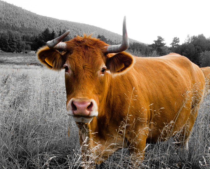 Vache