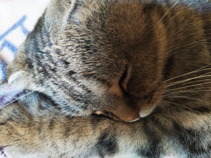 кот