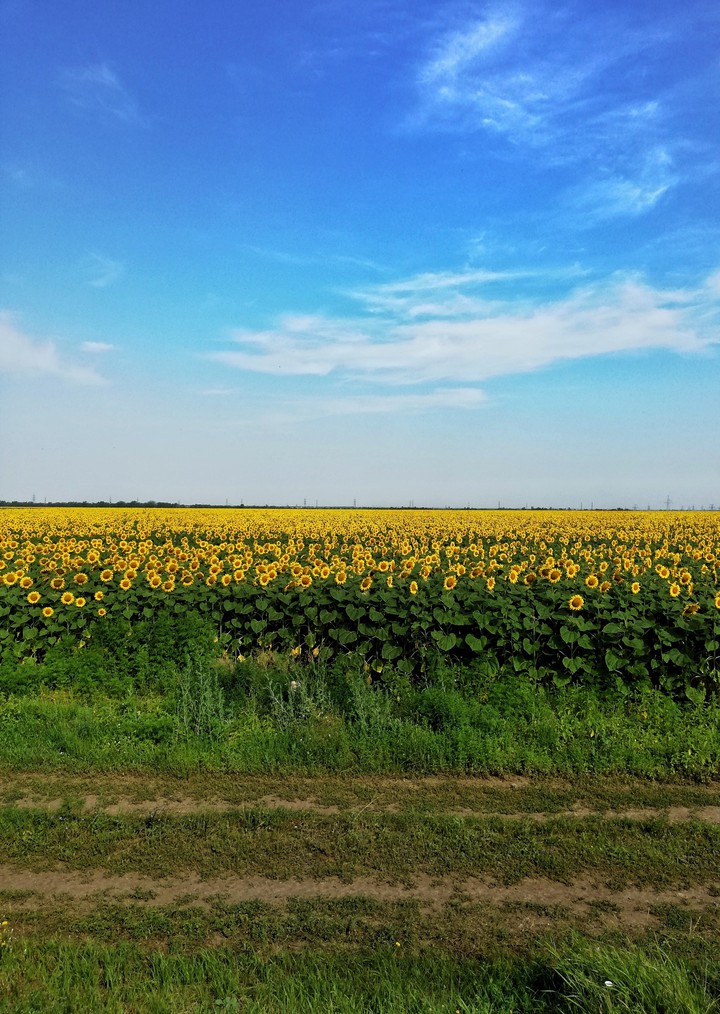 a field of sunflowers
