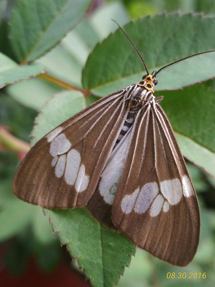 moths