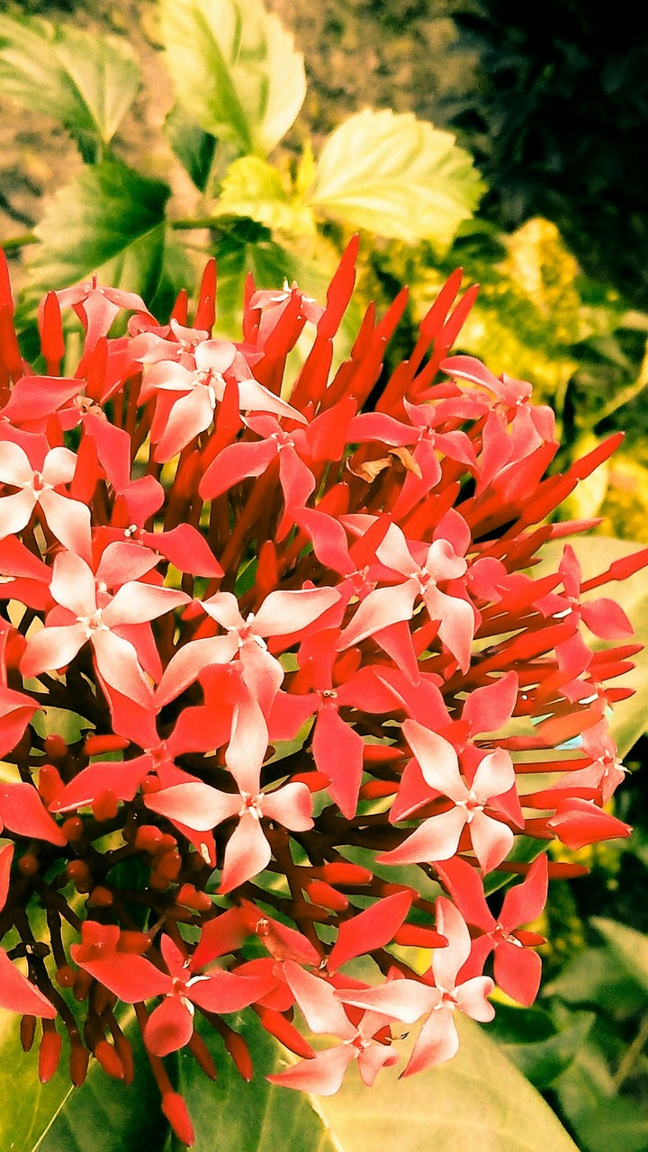 flowers