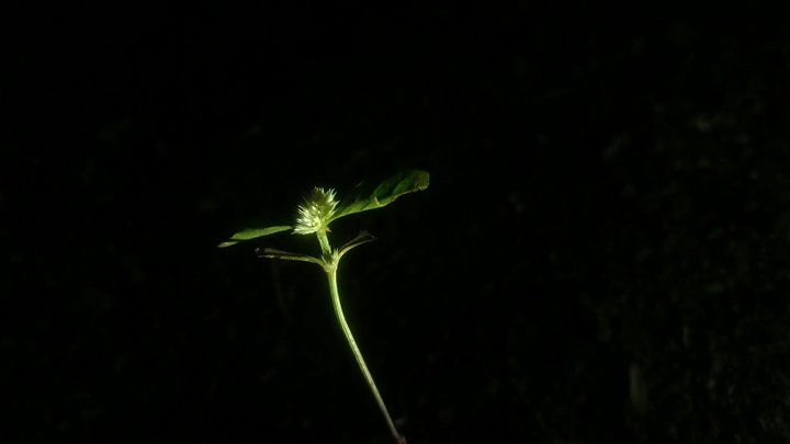 light