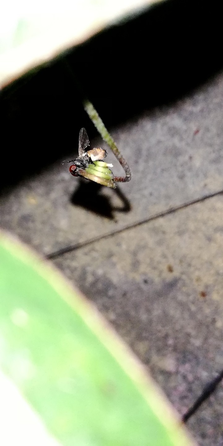 A bee.