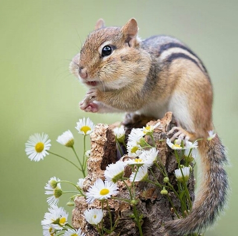 sfondi rodent, squirrel