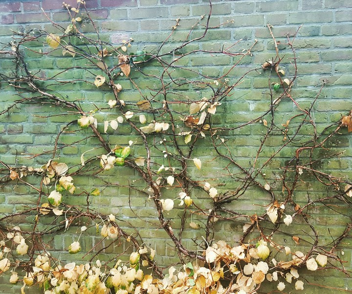 Nature's Wall Art