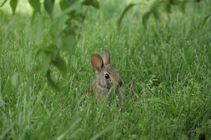 rabbit