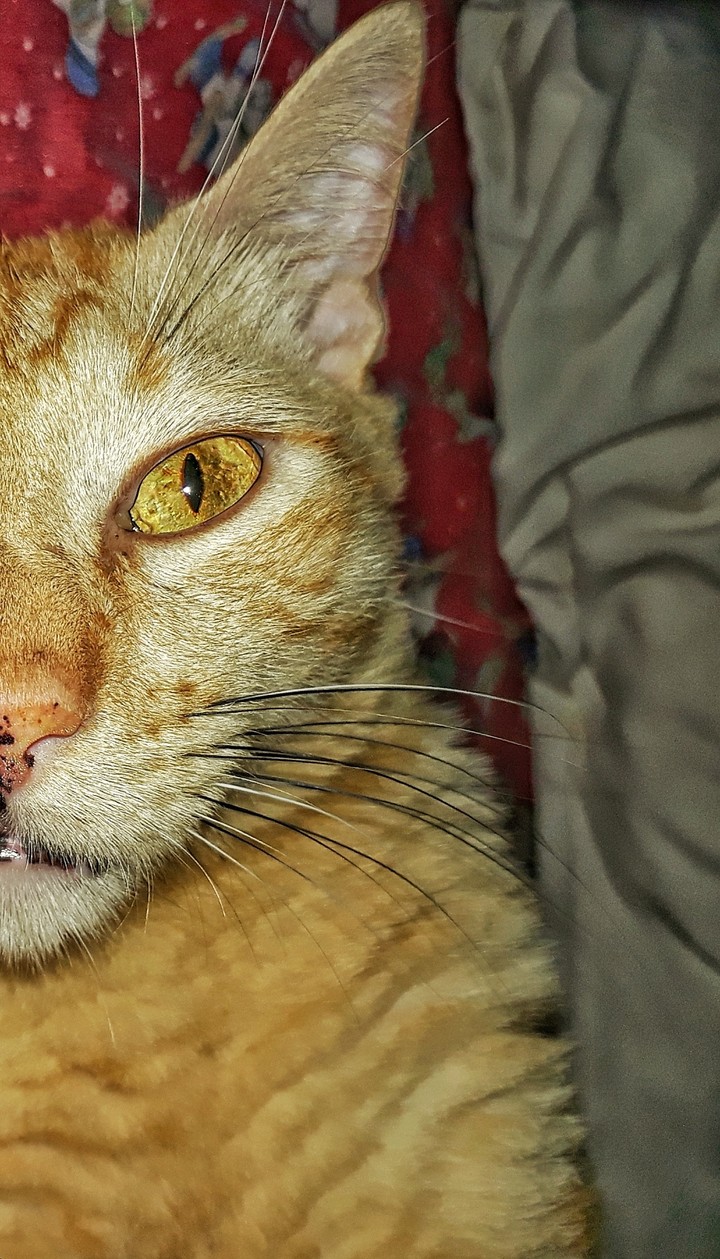 Feline Eye