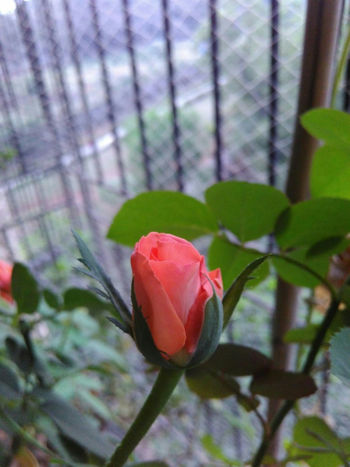 orange rose buds