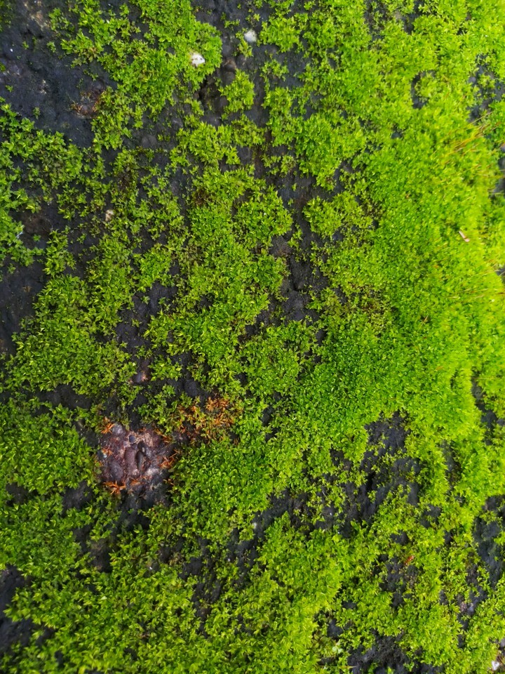 Rainy Green